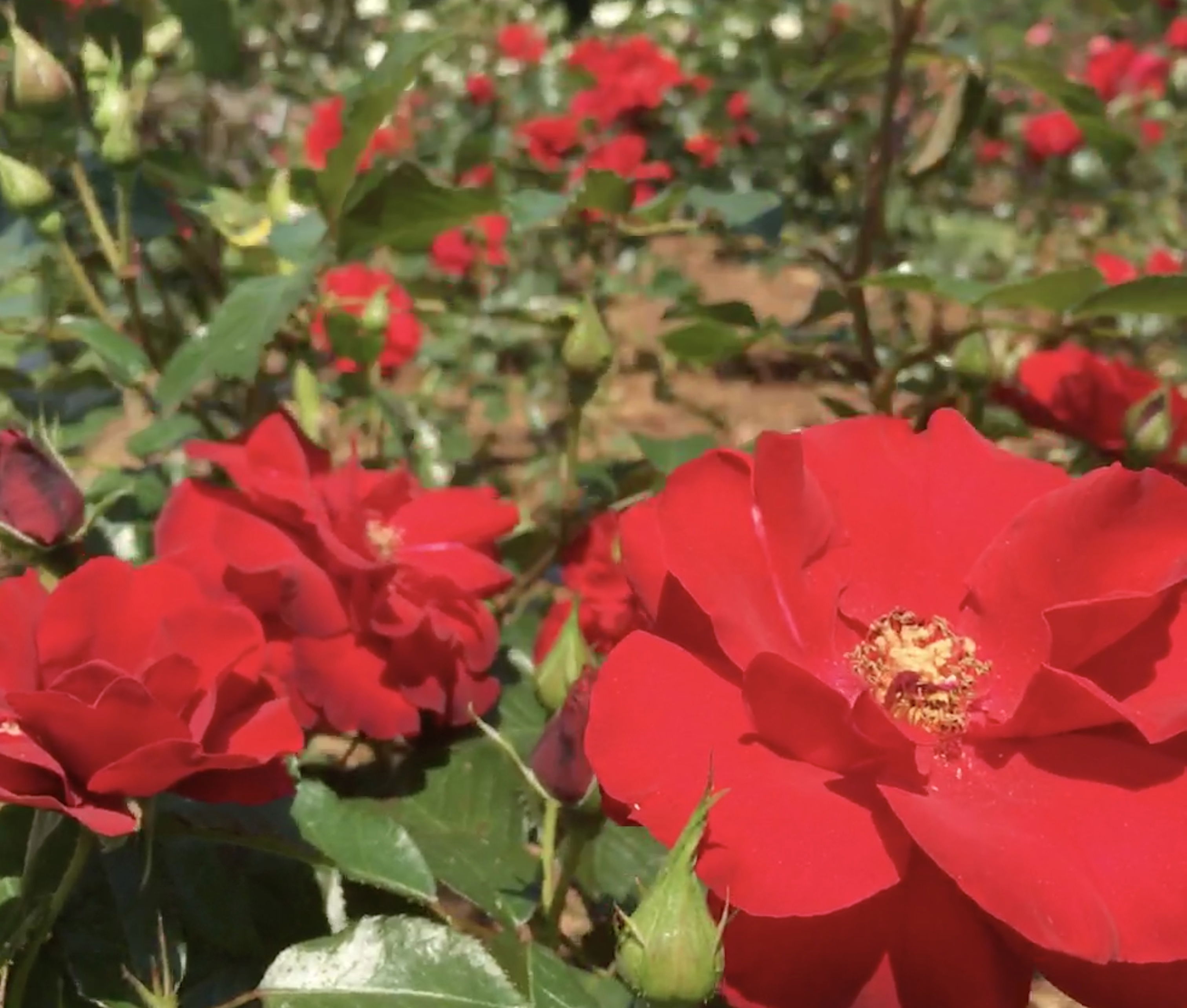 Introducing ElisabethAll You Need to Know About the Onlyfans Model